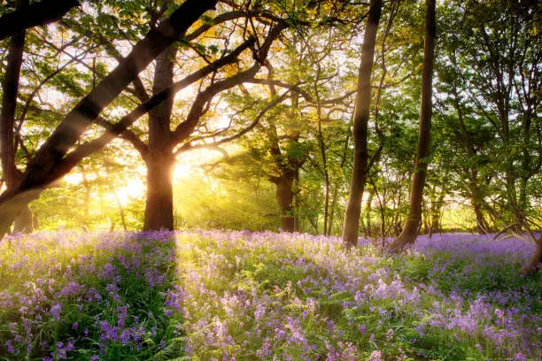 Amazing sunrise through the trees onto a carpet of wild bluebells. Seasonal spring landscape in Norfolk England