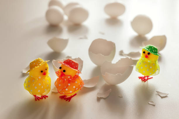 istock beautiful little chicken, egg and eggshell isolated on the white 1306695437