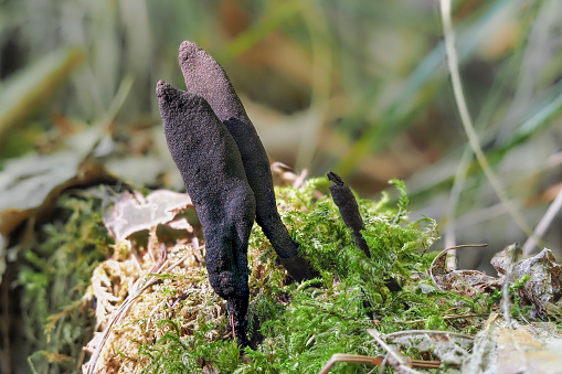 The Xylaria longipes is an inedible mushroom , an intresting photo