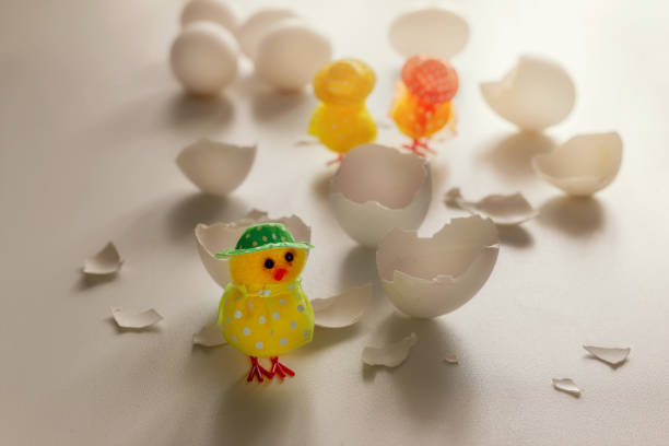 istock beautiful little chicken, egg and eggshell isolated on the white 1306695497