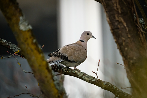 Turkish pigeon on a branch, blurred background