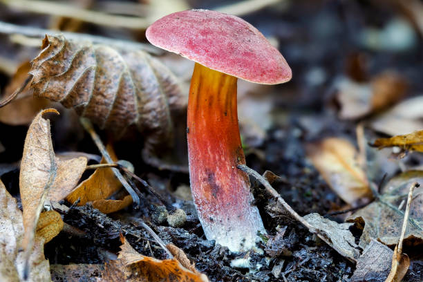 istock The Ruby Bolete (Hortiboletus rubellus) is an edible mushroom 1306696143