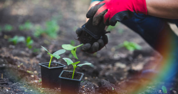 istock Organic planting spring vegetable garden 1306696660