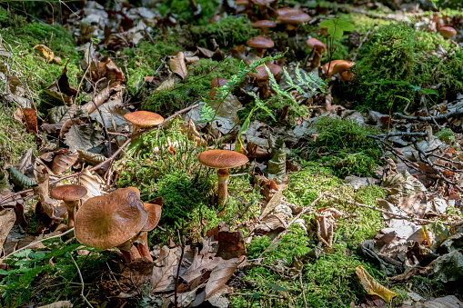 Forest of fungus sprouting in a shady spot in Pembrokeshire, Wales.