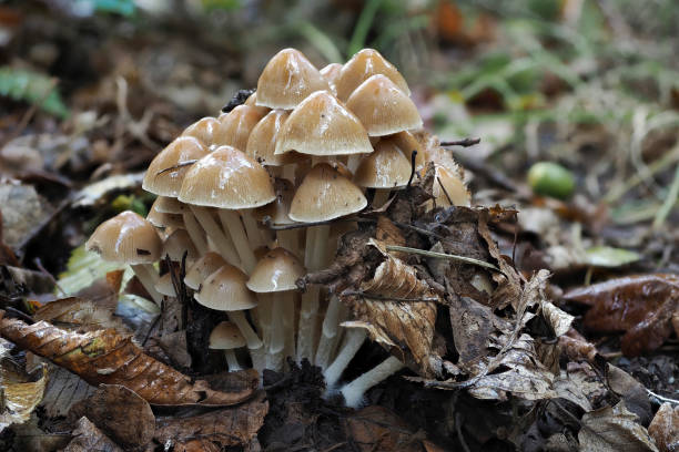istock The Clustered brittlestem (Psathyrella multipedata) is an edible mushroom 1306696929