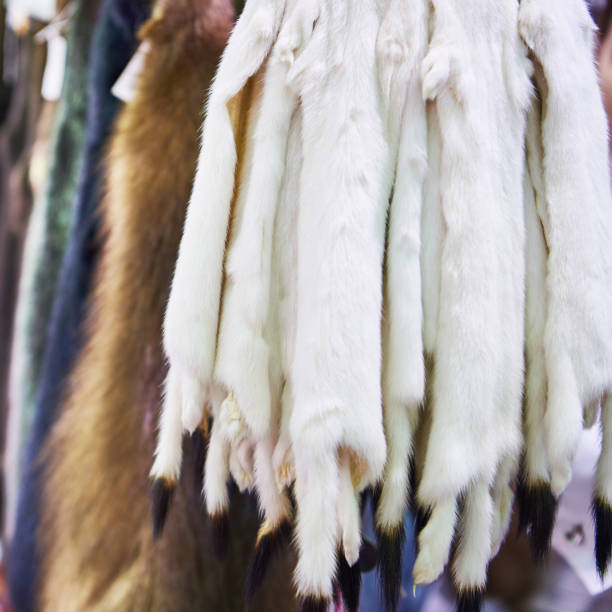 istock Pelts of ermine 1306697238