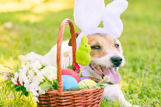 istock Easter eggs in basket and dog with bunny ears as Easter eggs hunt concept 1306697780
