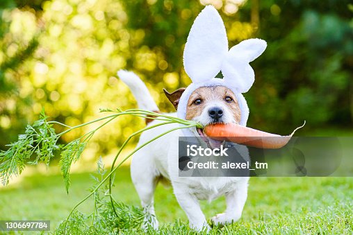 istock Dog with carrot wearing bunny ears headband as humorous Easter rabbit 1306697784