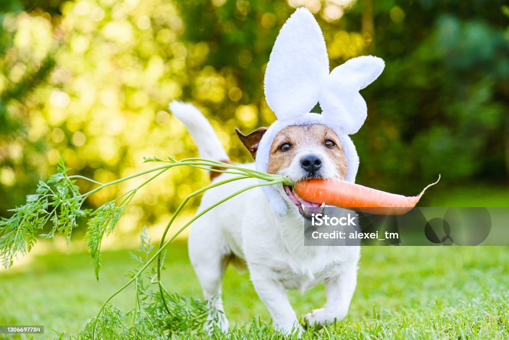 Dog with carrot wearing bunny ears headband as humorous Easter rabbit Jack Russell Terrier dog fetches big carrot Easter Stock Photo