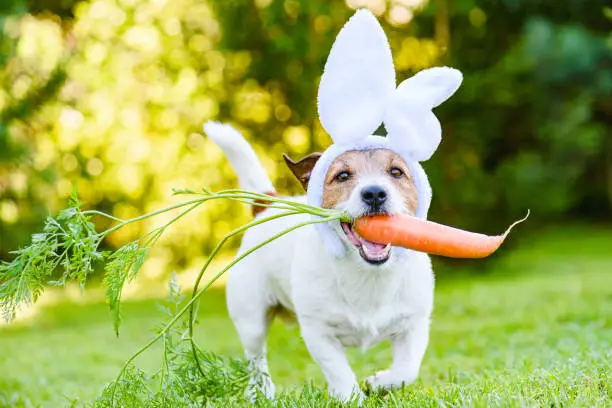Photo of Dog with carrot wearing bunny ears headband as humorous Easter rabbit