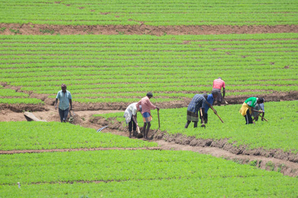 ouvriers de plantation de thé - tea crop plantation tea leaves farmer photos et images de collection