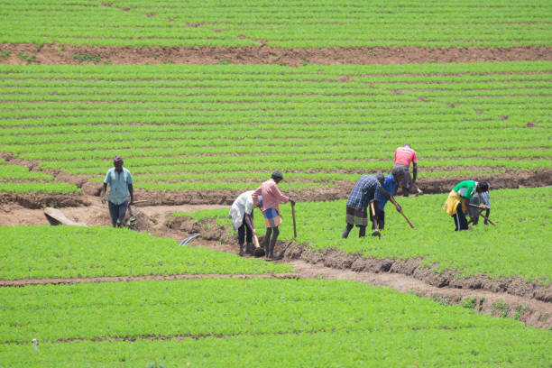 pracownicy plantacji herbaty - tea crop tea leaves plantation farmer zdjęcia i obrazy z banku zdjęć