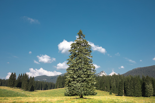 Large spruce tree in the middle of idyllic mountain landscape (Pokljuka, Slovenia).