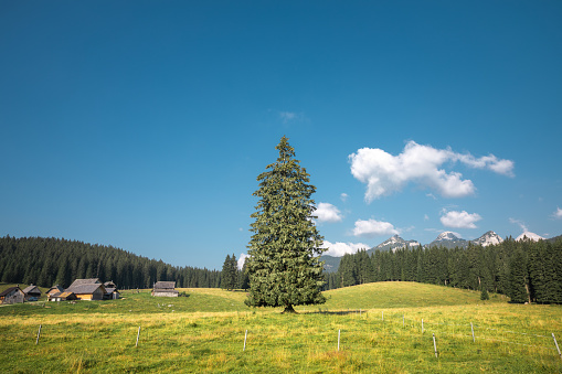 Large spruce tree in the middle of idyllic mountain pasture. Traditional herdsmen's settlement in the background (Pokljuka, Slovenia).