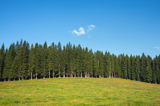 Green alpine pasture with pine forest on a beautiful sunny summer day.