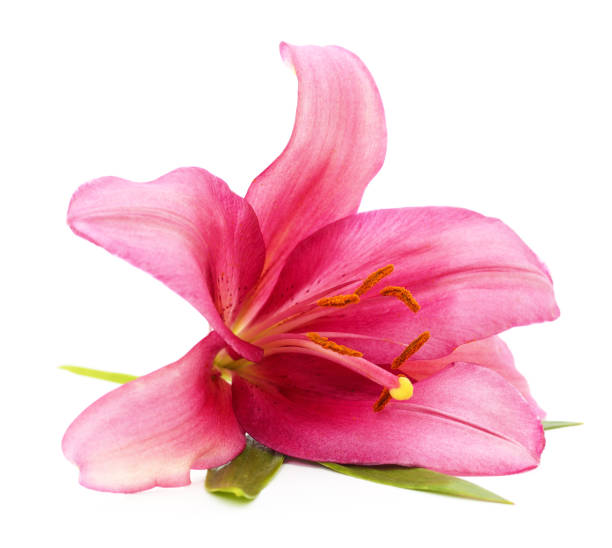 istock One pink lily with leaves. 1306699371