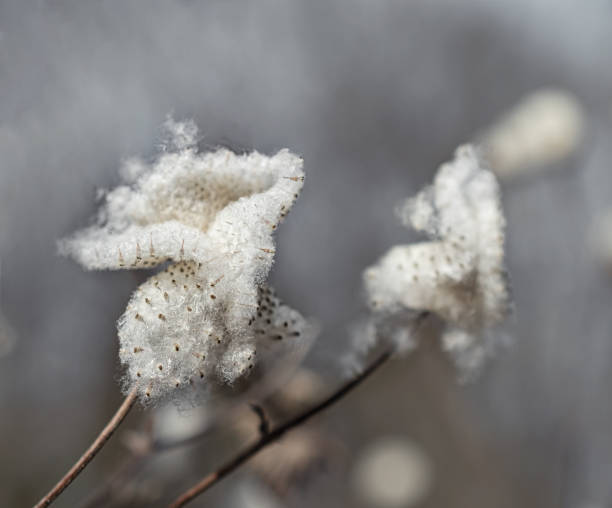istock macro photography of a maple leaf in winter 1306700658