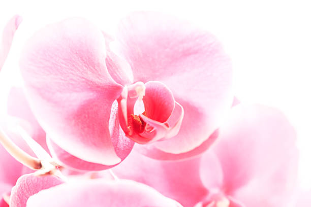 Close up of Pink Phalaenopsis or Moth dendrobium Orchid flower tropical Floral light nature background. Selective focus stock photo