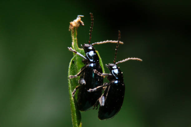 istock close-up flea beetle black insect with dung on leaf 1306702828