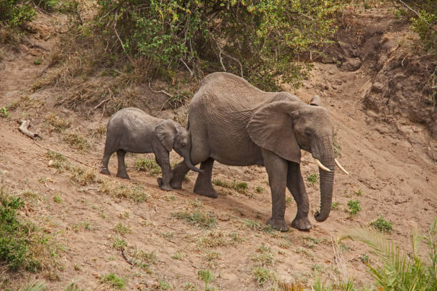 istock African Elephant Loxodonta africana with young 13489 1306702908