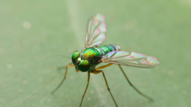 istock close-up dolichopodidae, the long-legged flies 1306703065