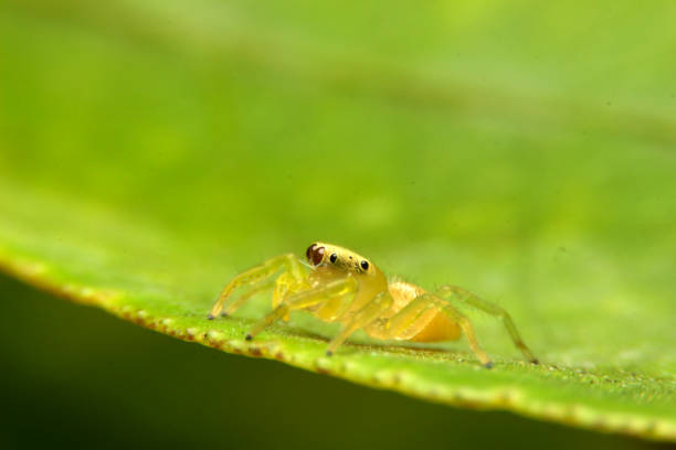 istock close-up Jumping spider eyes big glasses on leaf 1306703881