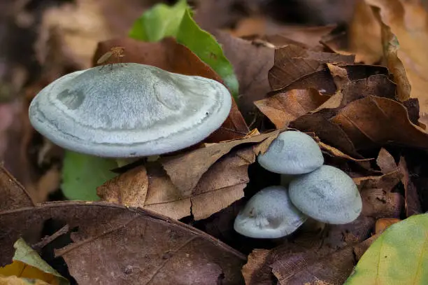 The Aniseed Toadstool (Clitocybe odora) is an edible mushroom , an intresting photo
