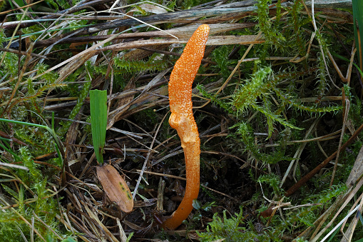 The Scarlet Caterpillarclub (Cordyceps militaris) is an edible mushroom , an intresting photo