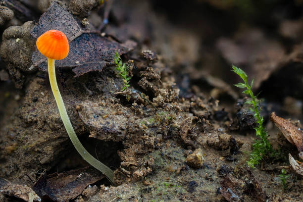 istock The Orange Bonnet (Mycena acicula) is an inedible mushroom 1306704338