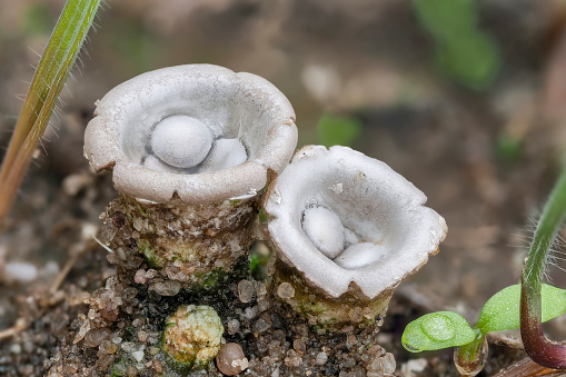 Mushrooms on a tree stump