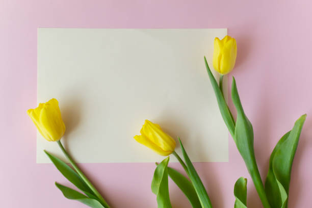 istock Three yellow tulips with long stems lie on a pink background. 1306705019