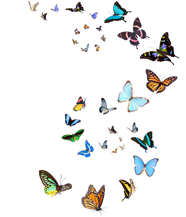 Variation on different positions of beautiful butterflies flying in an upward trajectory.