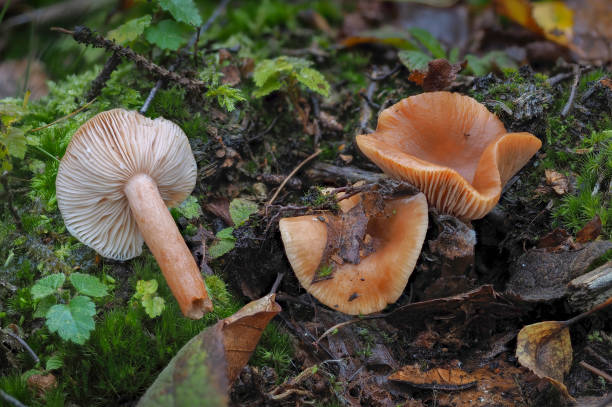 istock The Birch Milkcap (Lactarius tabidus) is an inedible mushroom 1306706505