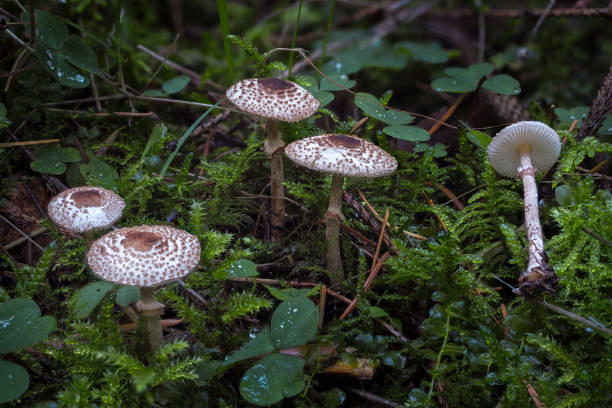 istock The Cat Dapperling (Lepiota felina) is an poisonous mushroom 1306706537