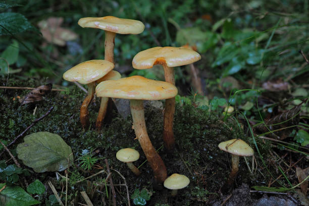 istock The alder scalycap (Flammula alnicola) is an inedible mushroom 1306706542