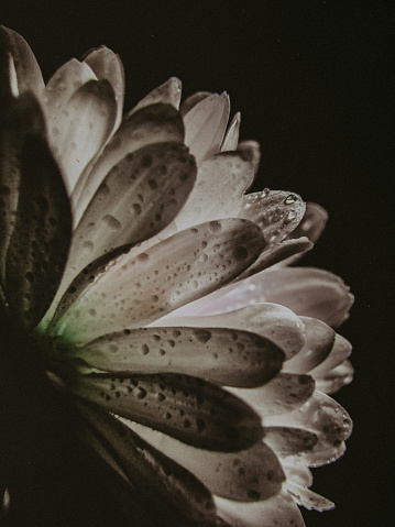 Flower photo in close-up with a dark background and drops on the petals