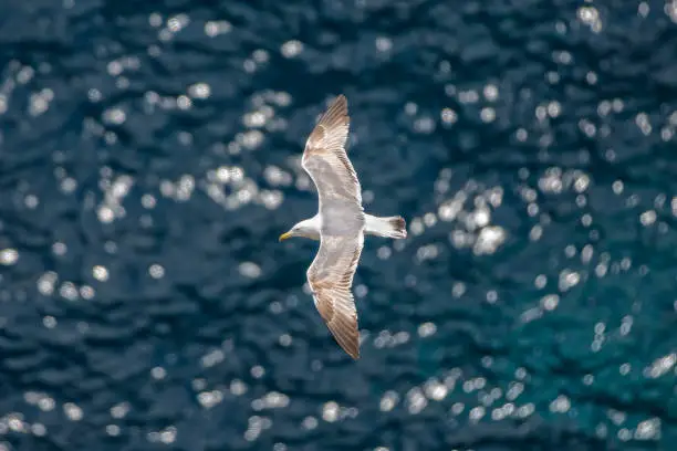 A large white water bird hovers over the deep blue sea, Tyrrhenian sea, Capri island, Italy