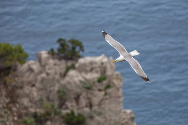 istock Seagull flying over the blue sea 1306706738