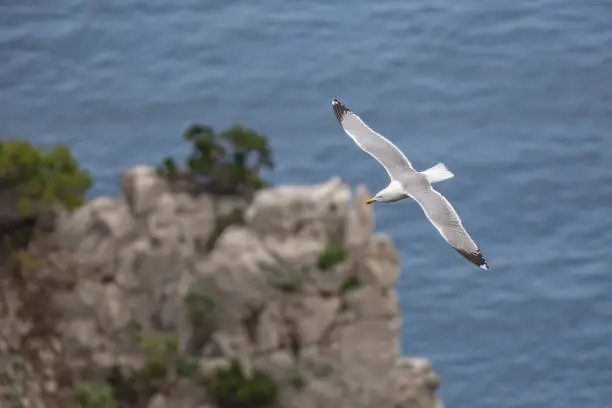 Seagull flying at the Faraglioni cliffs on island of Capri, Tyrrhenian Sea, Italy