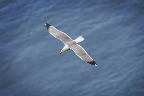 A large white water bird hovers over the deep blue sea, Tyrrhenian sea, Capri island, Italy