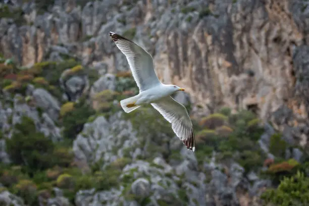 Seagull flying at the Faraglioni cliffs on island of Capri, Tyrrhenian Sea, Italy