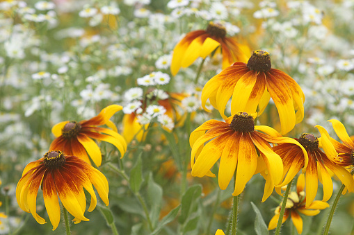 Yellow cone flower in a summer field of wildflowers