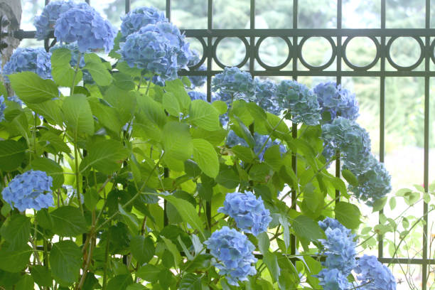 Blue Hydrangea on Fence stock photo