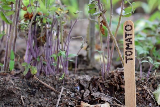 istock Tomato plant growing in the garden. 1306708817