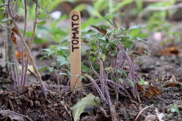 istock Tomato plant growing in the garden. 1306708954