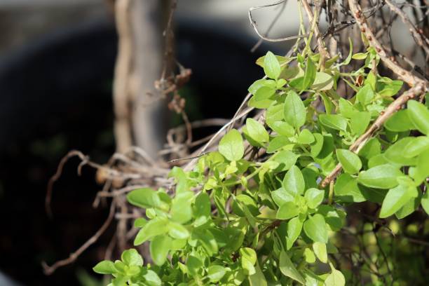 istock Basil plant growing in the garden. 1306708997