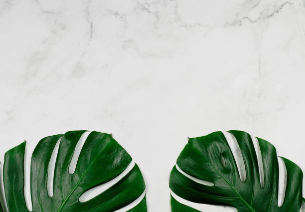 istock Natural monstera leaves on white marble background. 1306709222