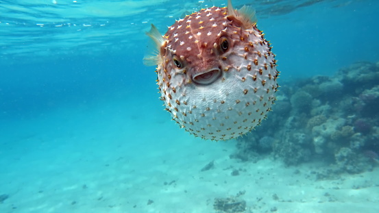 Yellowspotted burrfish using its defense system