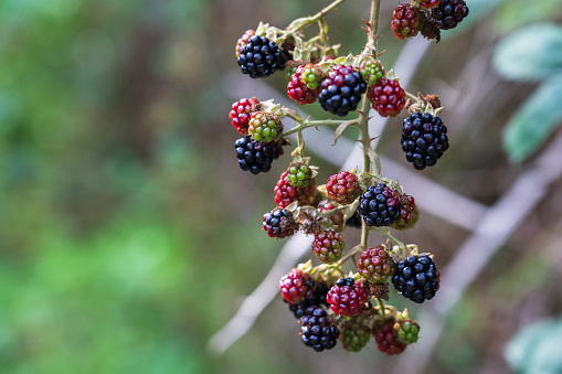 Macro of blackberry's on a Vine