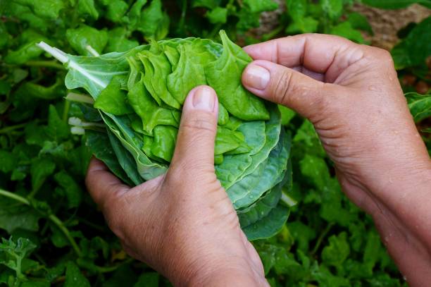 istock Woman holding spinach and kale. Harvest. 1306710044